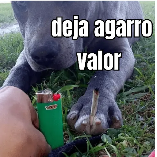 gatos y perros locos