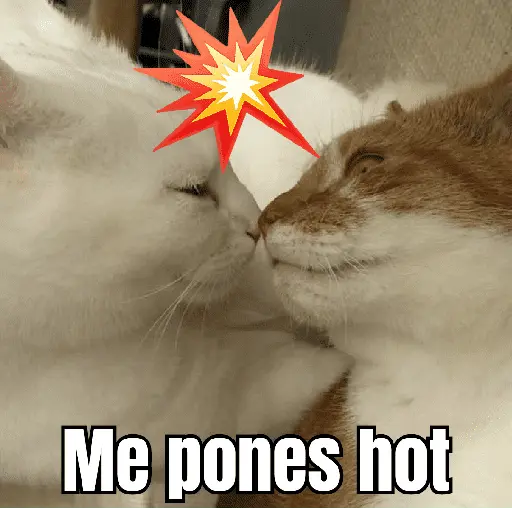 gatos y perros locos