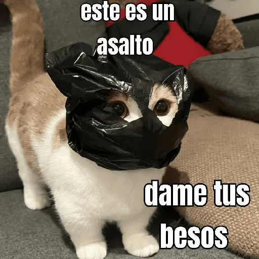 gatos y perros locos