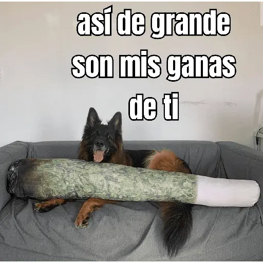 gatos y perros locos