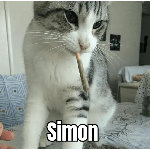 gatos y perros locos