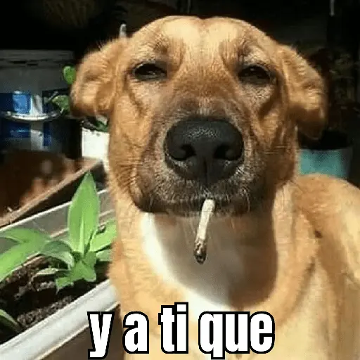 gatos y perros locos