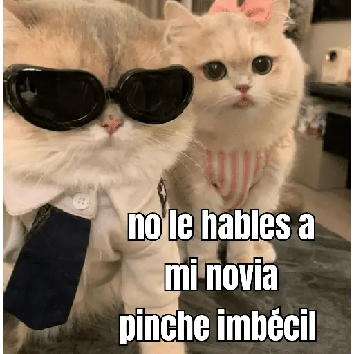 gatos y perros locos
