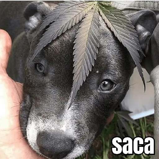 gatos y perros locos