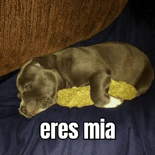 gatos y perros locos