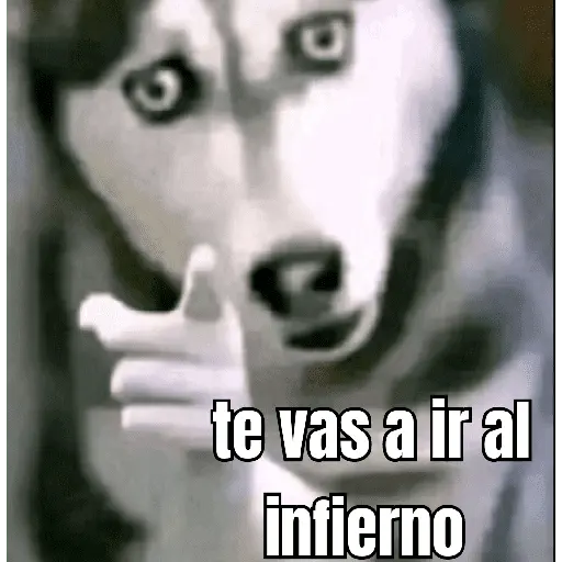 gatos y perros locos