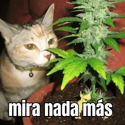 gatos y perros locos