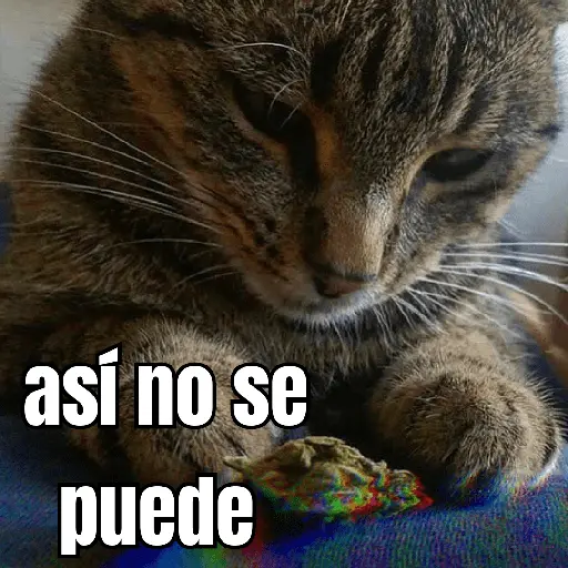 gatos y perros locos