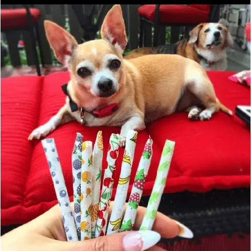 gatos y perros locos