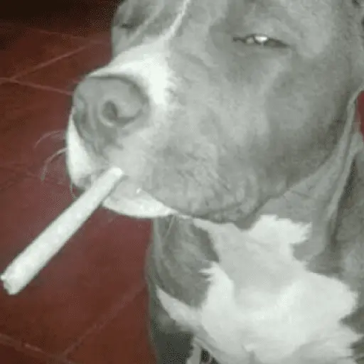 gatos y perros locos
