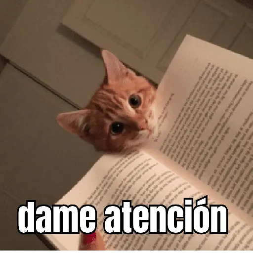 gatos y perros locos