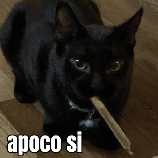 gatos y perros locos