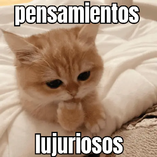 gatos y perros locos