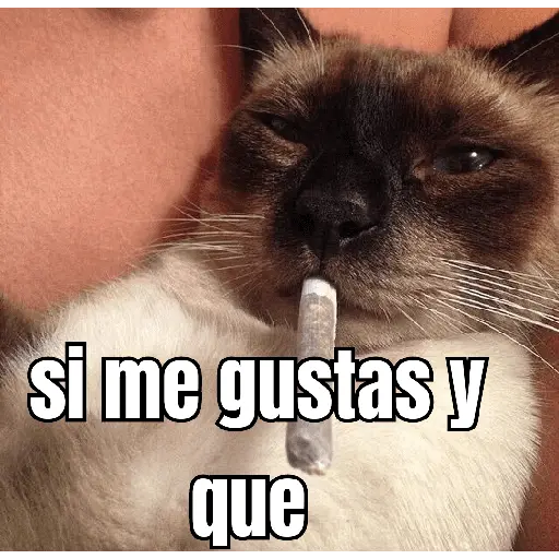 gatos y perros locos