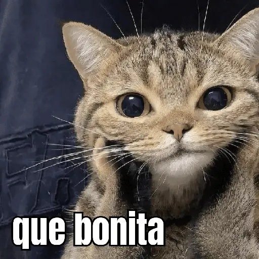 gatos y perros locos
