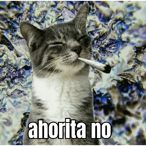 gatos y perros locos