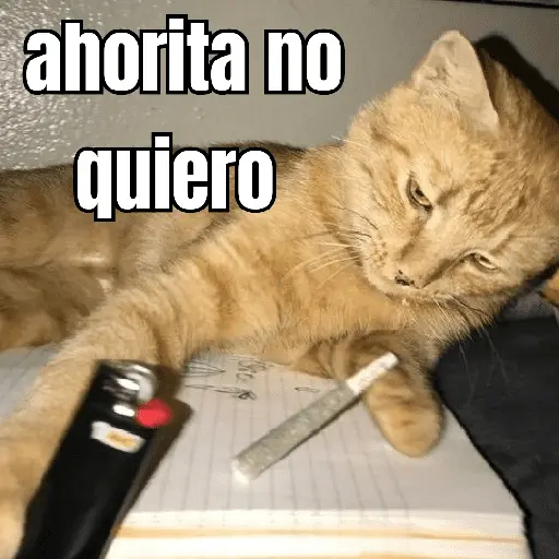 gatos y perros locos