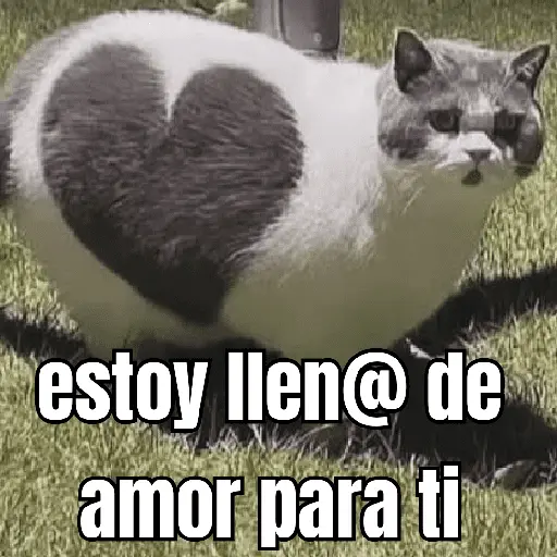 gatos y perros locos