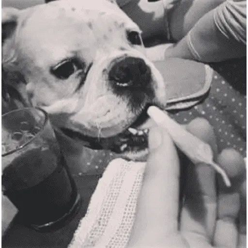 gatos y perros locos