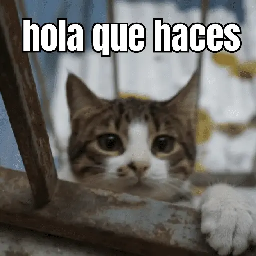 gatos y perros locos