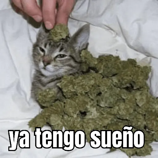 gatos y perros locos