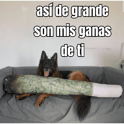 gatos y perros locos preview