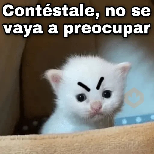 Gatos con amor 3❣️✨ sticker 19