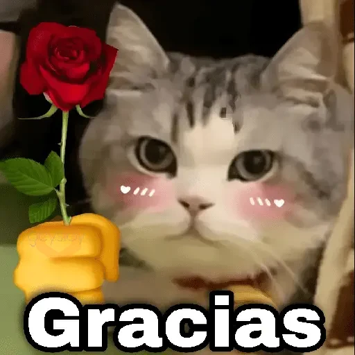 Gatos con amor 3❣️✨ sticker 25