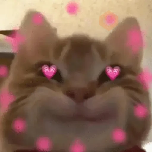 Gatos con amor 3❣️✨ sticker 18