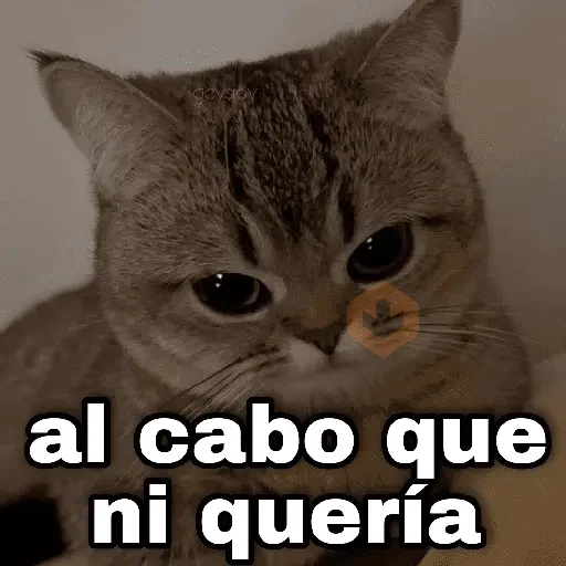Gatos con amor 3❣️✨ sticker 11