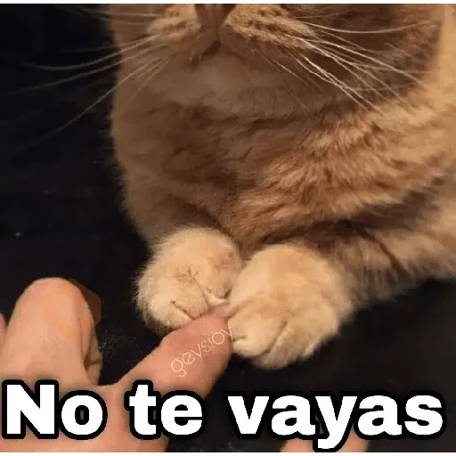 Gatos con amor 3❣️✨ sticker 16