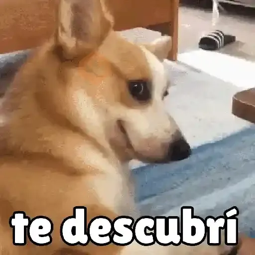 Perros Cool 😎 sticker 14