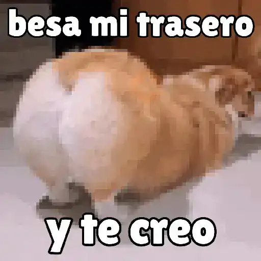 Perros Cool 😎 sticker 13