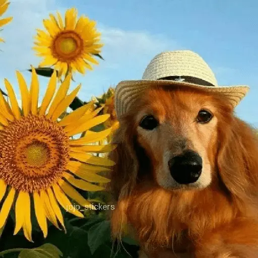 🌻 Flores amarillas 💐y perros 🐕 