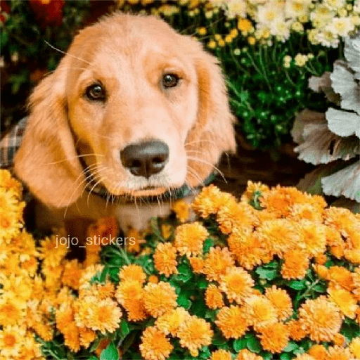 🌻 Flores amarillas 💐y perros 🐕  preview