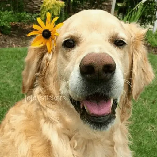 🌻 Flores amarillas 💐y perros 🐕 