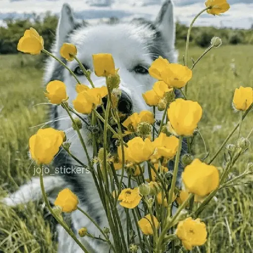 🌻 Flores amarillas 💐y perros 🐕 