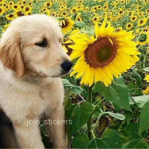 🌻 Flores amarillas 💐y perros 🐕 