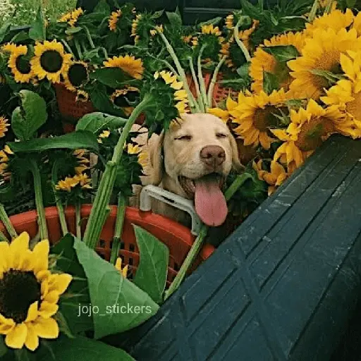 🌻 Flores amarillas 💐y perros 🐕 