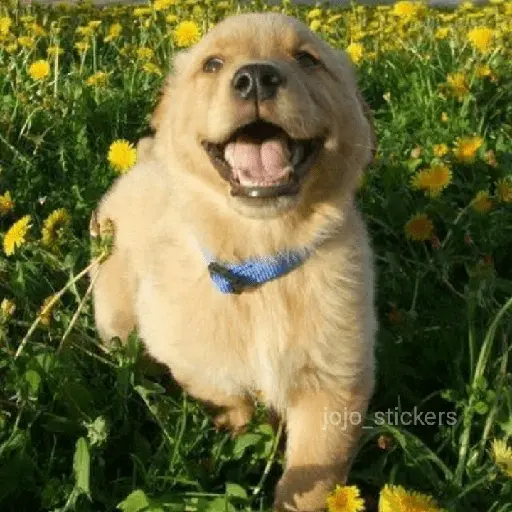 🌻 Flores amarillas 💐y perros 🐕 