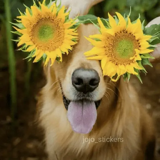 🌻 Flores amarillas 💐y perros 🐕 
