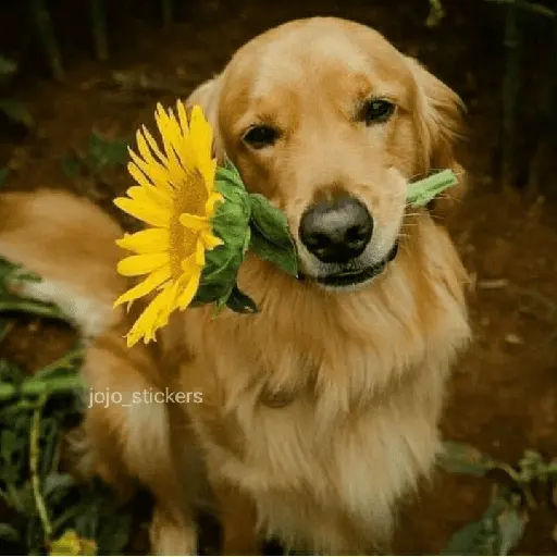🌻 Flores amarillas 💐y perros 🐕 