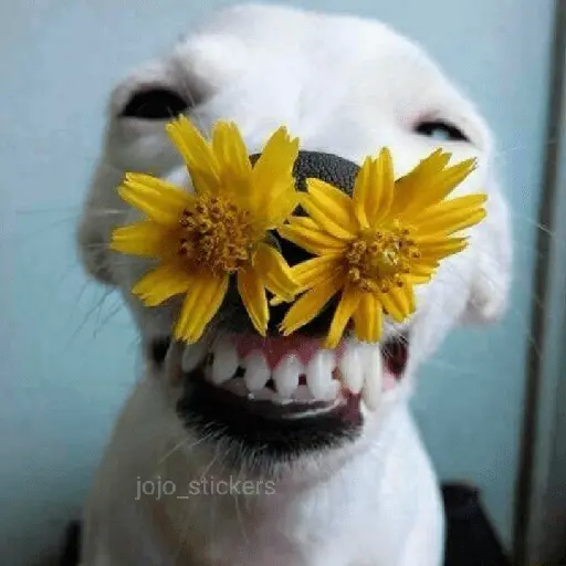 🌻 Flores amarillas 💐y perros 🐕 