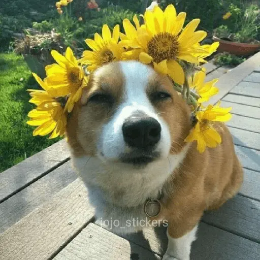🌻 Flores amarillas 💐y perros 🐕 