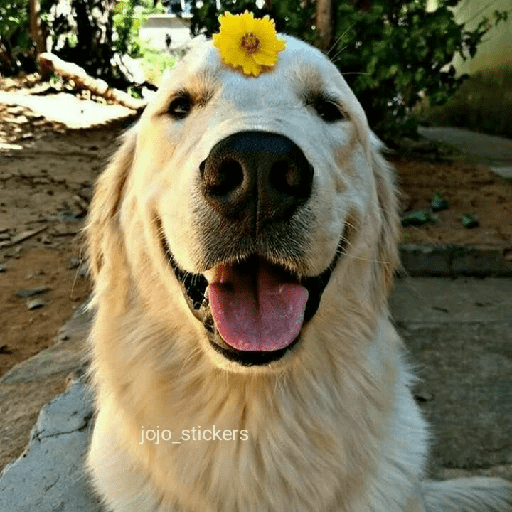 🌻 Flores amarillas 💐y perros 🐕  preview