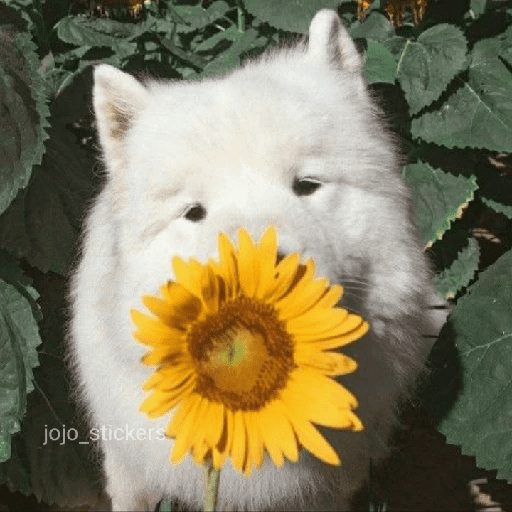 🌻 Flores amarillas 💐y perros 🐕  preview
