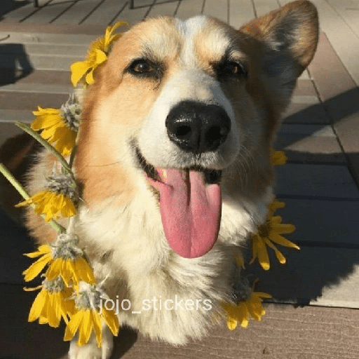 🌻 Flores amarillas 💐y perros 🐕  preview