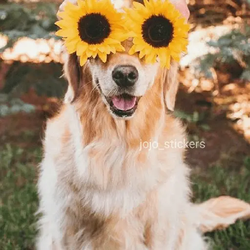 🌻 Flores amarillas 💐y perros 🐕 