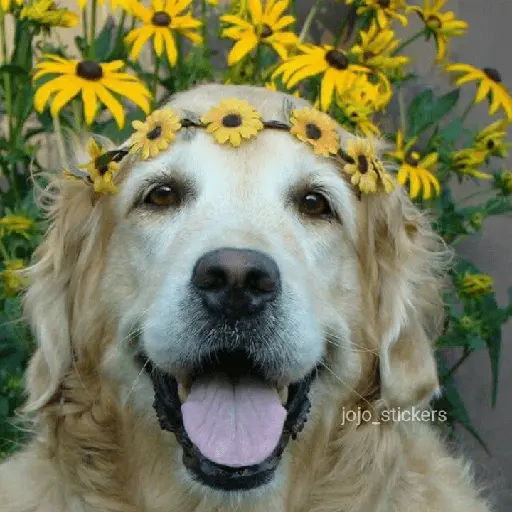 🌻 Flores amarillas 💐y perros 🐕 