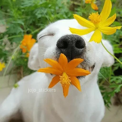 🌻 Flores amarillas 💐y perros 🐕 